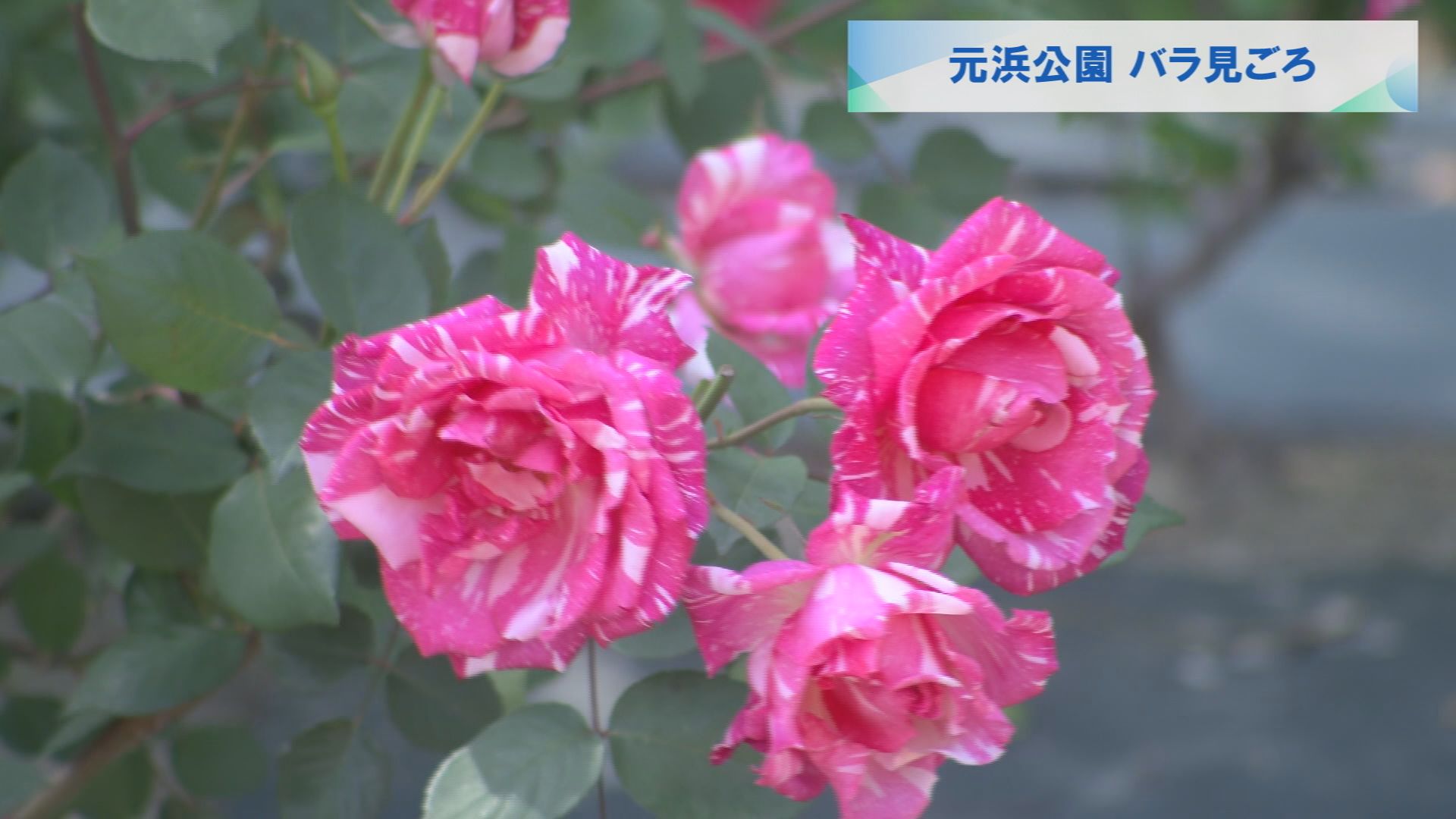 元浜公園 バラ見ごろ | メディアスチャンネル